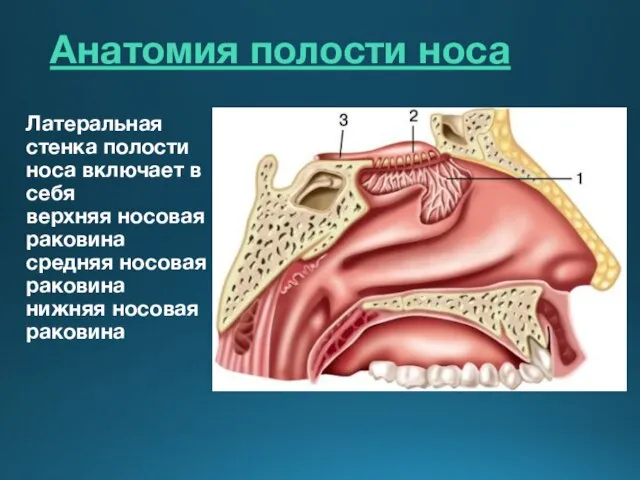 Анатомия полости носа Латеральная стенка полости носа включает в себя верхняя носовая