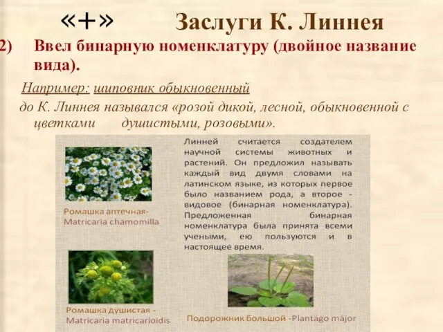 Ввел бинарную номенклатуру (двойное название вида). Например: шиповник обыкновенный до К. Линнея