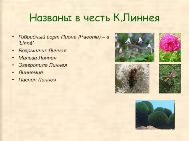 Названы в честь К.Линнея Гибридный сорт Пиона (Paeonia) – в ‘Linné’ Боярышник