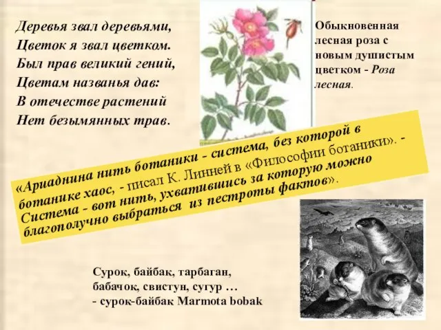 Деревья звал деревьями, Цветок я звал цветком. Был прав великий гений, Цветам