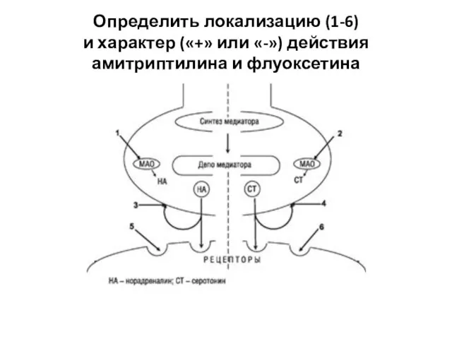 Определить локализацию (1-6) и характер («+» или «-») действия амитриптилина и флуоксетина