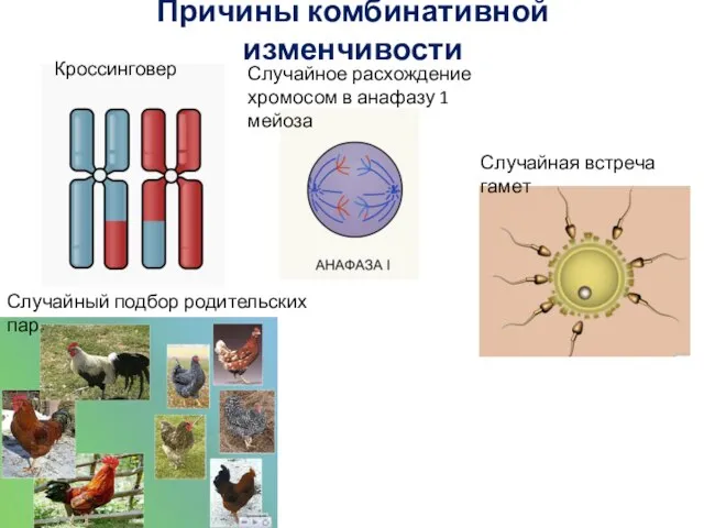 Причины комбинативной изменчивости Случайный подбор родительских пар Случайная встреча гамет Случайное расхождение