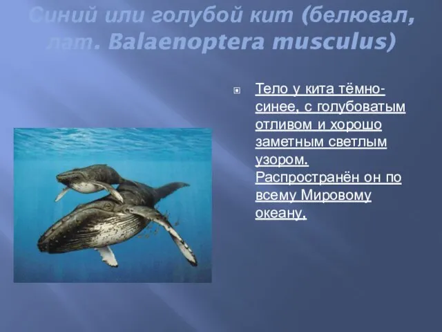 Синий или голубой кит (белювал, лат. Balaenoptera musculus) Тело у кита тёмно-синее,