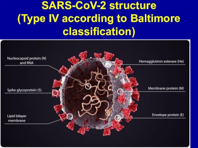 SARS-CoV-2 structure (Type IV according to Baltimore classification)