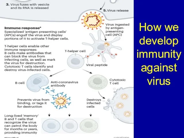 How we develop immunity against virus