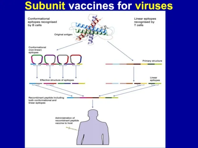 Subunit vaccines for viruses