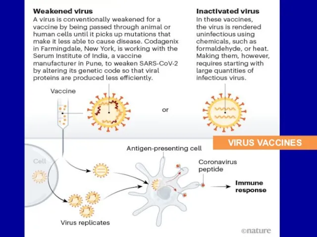 VIRUS VACCINES