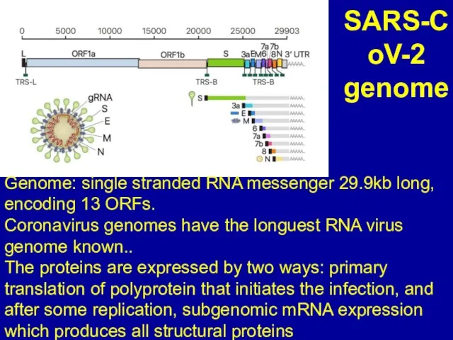 SARS-CoV-2 genome Genome: single stranded RNA messenger 29.9kb long, encoding 13 ORFs.