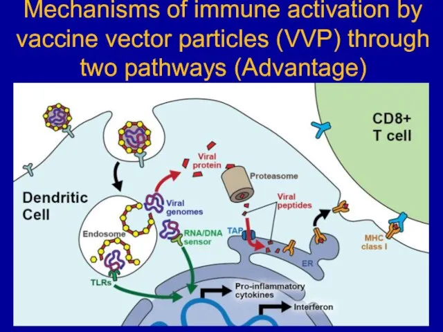 Mechanisms of immune activation by vaccine vector particles (VVP) through two pathways (Advantage)