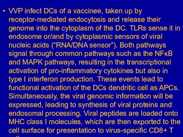 VVP infect DCs of a vaccinee, taken up by receptor-mediated endocytosis and