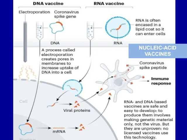 NUCLEIC-ACID VACCINES