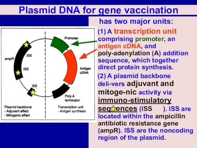 Plasmid DNA for gene vaccination has two major units: (1) A transcription