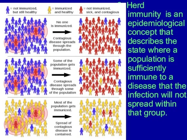 2. Herd immunity is an epidemiological concept that describes the state where