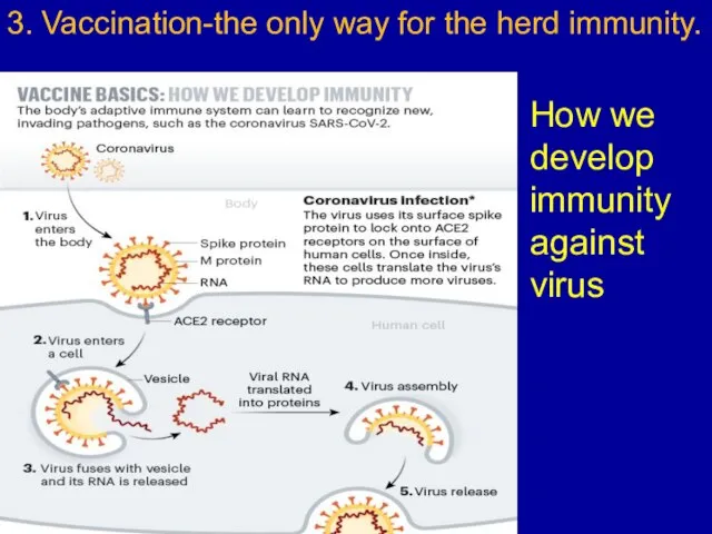 3. Vaccination-the only way for the herd immunity. How we develop immunity against virus