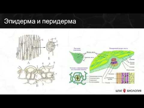 Эпидерма и перидерма