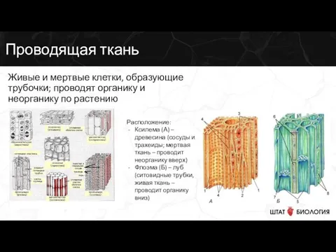 Проводящая ткань Живые и мертвые клетки, образующие трубочки; проводят органику и неорганику