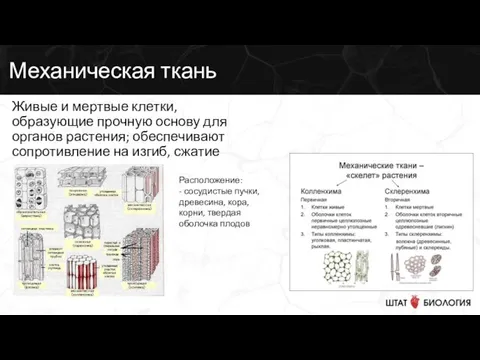 Механическая ткань Живые и мертвые клетки, образующие прочную основу для органов растения;