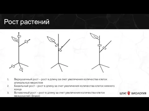 Рост растений Верхушечный рост – рост в длину за счет увеличения количества