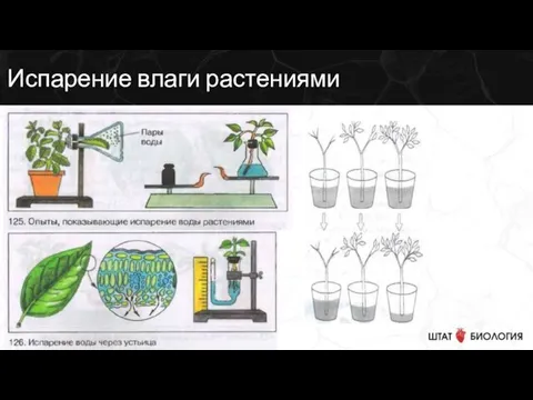 Испарение влаги растениями