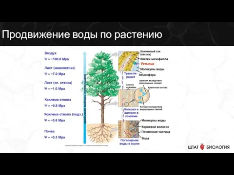 Продвижение воды по растению