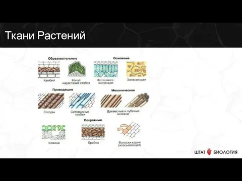 Ткани Растений