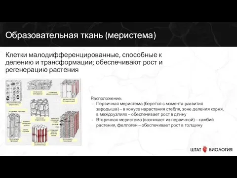 Образовательная ткань (меристема) Клетки малодифференцированные, способные к делению и трансформации; обеспечивают рост