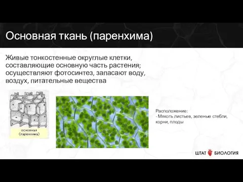 Основная ткань (паренхима) Живые тонкостенные округлые клетки, составляющие основную часть растения; осуществляют