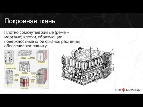 Покровная ткань Плотно сомкнутые живые (реже – мертвые) клетки, образующие поверхностные слои органов растения; обеспечивают защиту