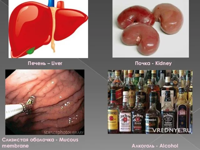 Печень – Liver Почка - Kidney Слизистая оболочка - Mucous membrane Алкоголь - Alcohol