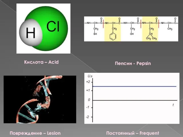 Кислота – Acid Пепсин - Pepsin Повреждение – Lesion Постоянный – Frequent