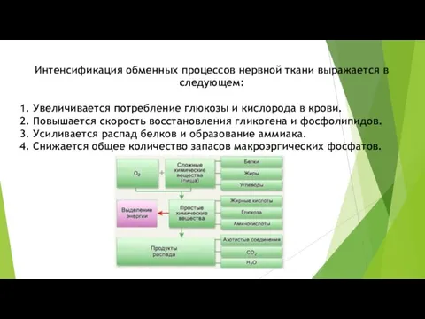 Интенсификация обменных процессов нервной ткани выражается в следующем: 1. Увеличивается потребление глюкозы