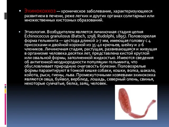 Эхинококкоз — хроническое заболевание, характеризующееся развитием в печени, реже легких и других