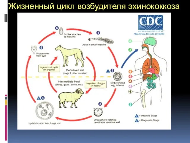 Жизненный цикл возбудителя эхинококкоза