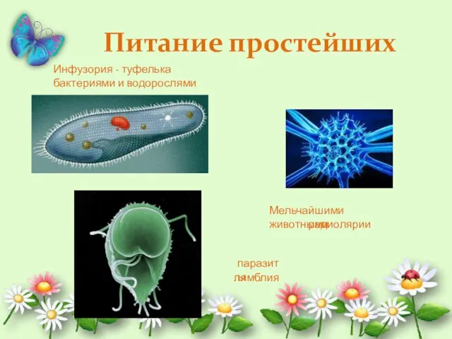 Питание простейших Инфузория - туфелька бактериями и водорослями Мельчайшими животными паразиты лямблия радиолярии