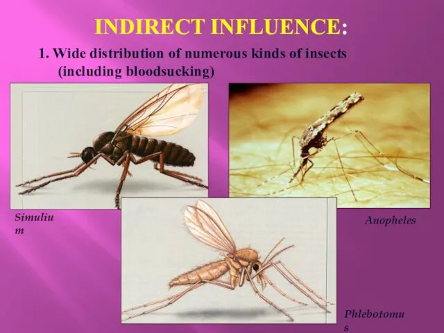 INDIRECT INFLUENCE: 1. Wide distribution of numerous kinds of insects (including bloodsucking) Simulium Phlebotomus Anopheles