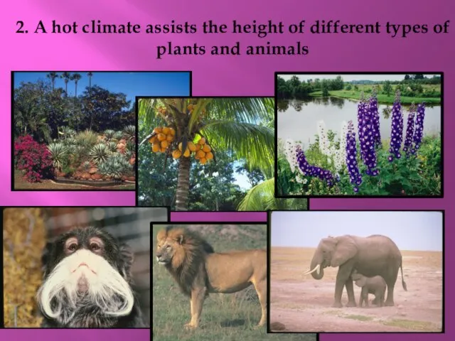 2. A hot climate assists the height of different types of plants and animals