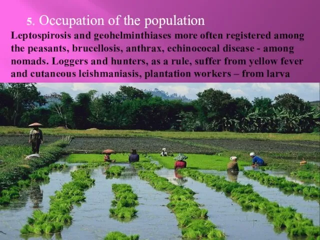 5. Occupation of the population Leptospirosis and geohelminthiases more often registered among