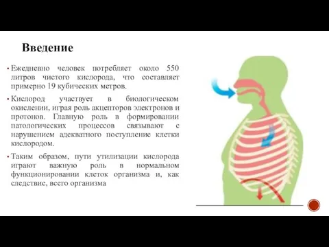 Ежедневно человек потребляет около 550 литров чистого кислорода, что составляет примерно 19