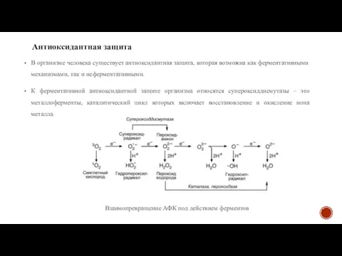 В организме человека существует антиоксидантная защита, которая возможна как ферментативными механизмами, так