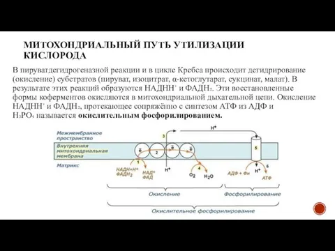 МИТОХОНДРИАЛЬНЫЙ ПУТЬ УТИЛИЗАЦИИ КИСЛОРОДА В пируватдегидрогеназной реакции и в цикле Кребса происходит