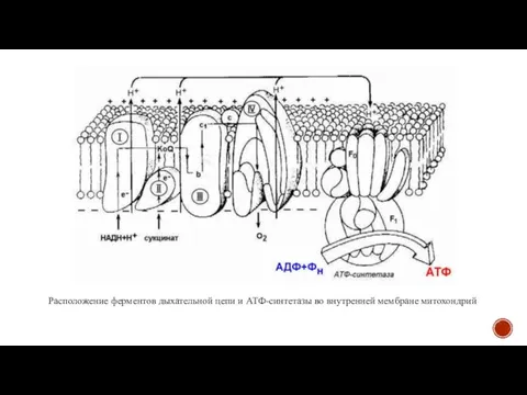 Расположение ферментов дыхательной цепи и АТФ-синтетазы во внутренней мембране митохондрий