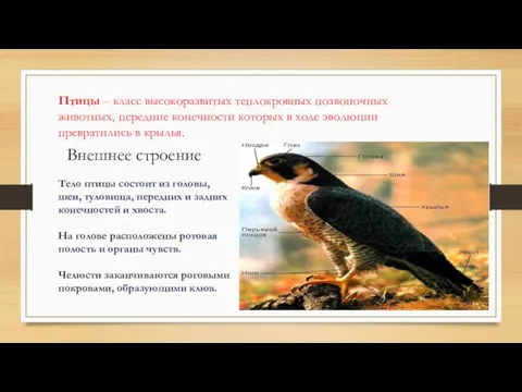 Птицы – класс высокоразвитых теплокровных позвоночных животных, передние конечности которых в ходе