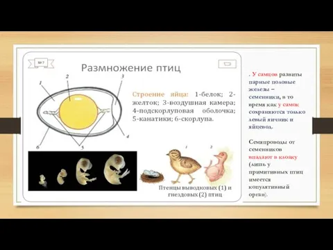 . У самцов развиты парные половые железы – семенники, в то время