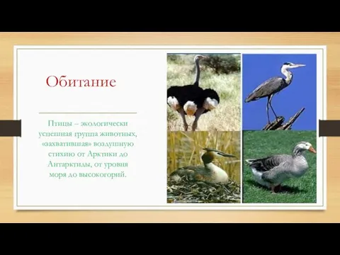 Обитание Птицы – экологически успешная группа животных, «захватившая» воздушную стихию от Арктики