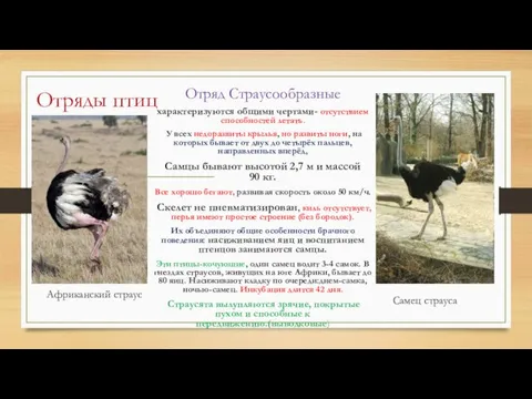 Отряды птиц Отряд Страусообразные характеризуются общими чертами- отсутствием способностей летать. У всех