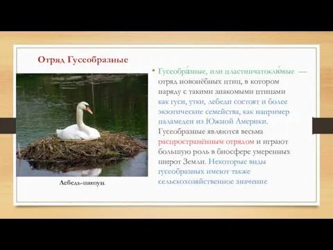 Отряд Гусеобразные Гусеобра́зные, или пластинчатоклю́вые — отряд новонёбных птиц, в котором наряду