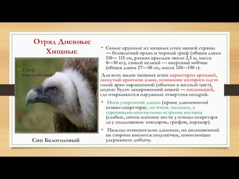 Отряд Дневные Хищные. Самые крупные из хищных птиц нашей страны — белоплечий