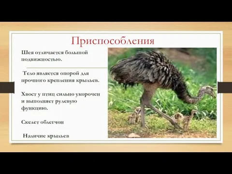 Приспособления Шея отличается большой подвижностью. Тело является опорой для прочного крепления крыльев.