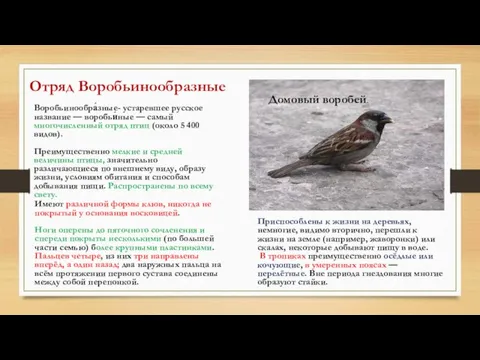 Отряд Воробьинообразные Воробьинообра́зные- устаревшее русское название — воробьи́ные — самый многочисленный отряд