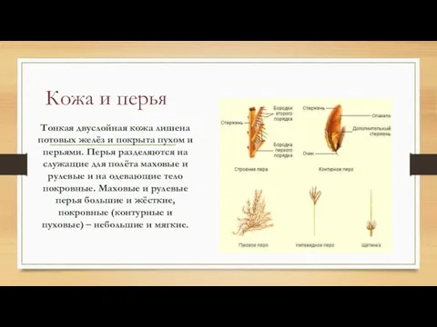 Кожа и перья Тонкая двуслойная кожа лишена потовых желёз и покрыта пухом